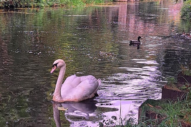 A beautiful swan swimming on a river from Vicky Hunter.