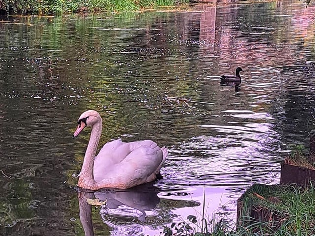 A beautiful swan swimming on a river from Vicky Hunter.