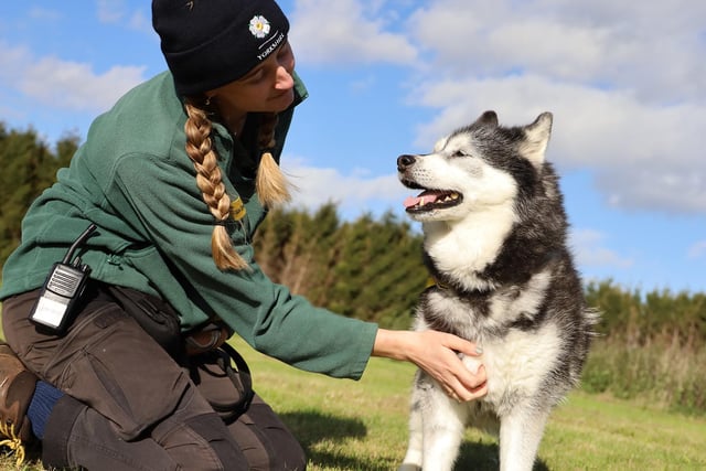 We saw Kathka, a 13 year old Husky, enjoying some time relaxing in the sunshine with her favourite handler Jemma.
We can’t believe that Kathka is 13 years old! She is such a fun and bubbly girl who clearly enjoys her walkies. She is super friendly with people and dogs, but as she doesn’t like to share, she isn’t looking to live with any other pets. She needs a calm and peaceful home with kids no younger than 16. So don’t be put off by her age! She will make a fun and active member of the family.