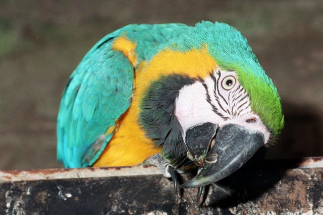 A macaw in the tropical house in 2001.