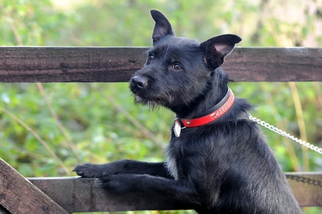 Four Patterdale Terriers were reported stolen to West Yorkshire Police between 2021 and 2022. Photo: Stu Norton
