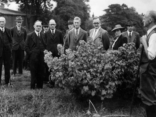 A view taken at the allotments on Ash Road, on the occasion of a visit by members of the Council's Allotment Gardens sub-committee. One of the plot holders is seen in the foreground, right. Pictured in July 1947.