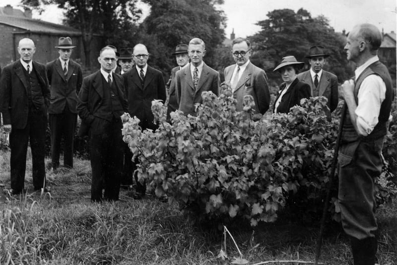 A view taken at the allotments on Ash Road, on the occasion of a visit by members of the Council's Allotment Gardens sub-committee. One of the plot holders is seen in the foreground, right. Pictured in July 1947.