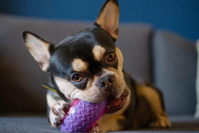 Two-year-old Coco is a French Bulldog who is looking for a home through no fault of her own and is currently living with one of the centre’s foster carers. She loves her toys and will happily come for a snuggle on the sofa. Coco is dog social, but can become frustrated seeing dogs out and about, so does need to walk in quieter areas.