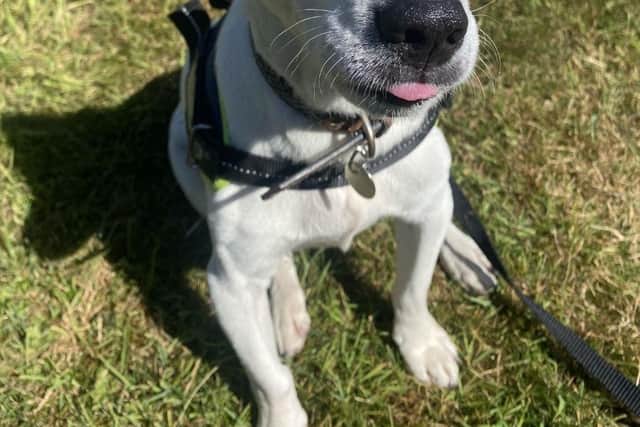 Paddy needs a home