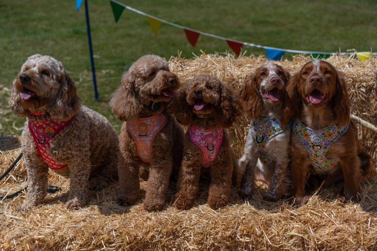 Dogfest DogFest returns to Harewood House this September