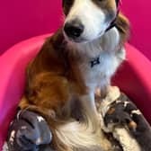 Reggie snuggles down with his ear defenders in preparation for Bonfire Night.