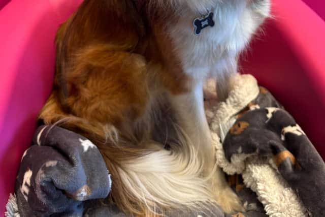 Reggie snuggles down with his ear defenders in preparation for Bonfire Night.