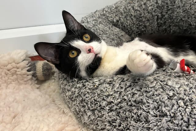 Leeds stray kitten bounces back after leg amputation