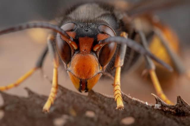 Reports of Asian hornets invading the UK during the summer have been common over the past fews years, with media reports in recent weeks warning of ‘murder hornets’ potentially invading the UK (Photo: Shutterstock)