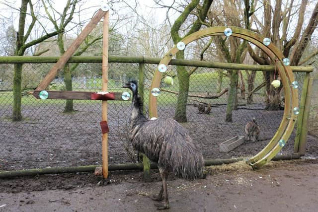 Ollie the Emu, of Blackpool Zoo, turns 40 - twice the expected life span. See SWNS story SWLNemu. One of the world's oldest emus has celebrated his 40th birthday - which its twice is expected life span. The birthday bird, named Ollie, marked the milestone on Monday at his home in Blackpool Zoo in Blackpool, Lancs. He was born in Leeds, West Yorks,. in 1983 before moving to the zoo when he was one-years-old. The typical lifespan of an emu is ten to 20 years in the wild and up to 35 years old in captivity, although a few older birds have previously been reported.