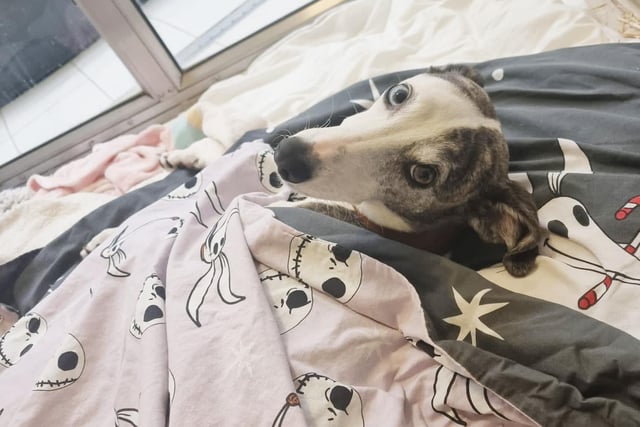 We caught adorable Missi having a snooze in her kennel and couldn’t believe how she wraps herself up in her blanket! The team told us that she always does this when she’s having a snooze. 
She’s a five-year-old Lurcher who needs time to get to know you, but once there is a good bond she is a very sweet, loving and playful girl. She loves lots of attention and will snuggle on the sofa with you all day! She is also great fun to train, and she's already learned lots and would love to learn more. Missi's perfect new family will be active adults who have an interest in dog training, enjoy peaceful walks, and love LOTS of sofa snuggles!
