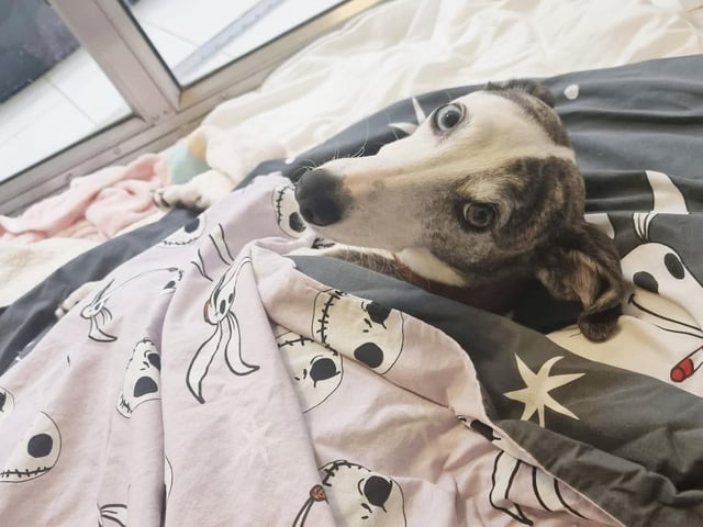 We caught adorable Missi having a snooze in her kennel and couldn’t believe how she wraps herself up in her blanket! The team told us that she always does this when she’s having a snooze.
She’s a five-year-old Lurcher who needs time to get to know you, but once there is a good bond she is a very sweet, loving and playful girl. She loves lots of attention and will snuggle on the sofa with you all day! She is also great fun to train, and she's already learned lots and would love to learn more. Missi's perfect new family will be active adults who have an interest in dog training, enjoy peaceful walks, and love LOTS of sofa snuggles!