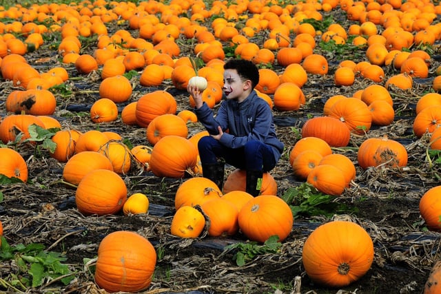 Ethan Graham of Pudsey among the pumpkins