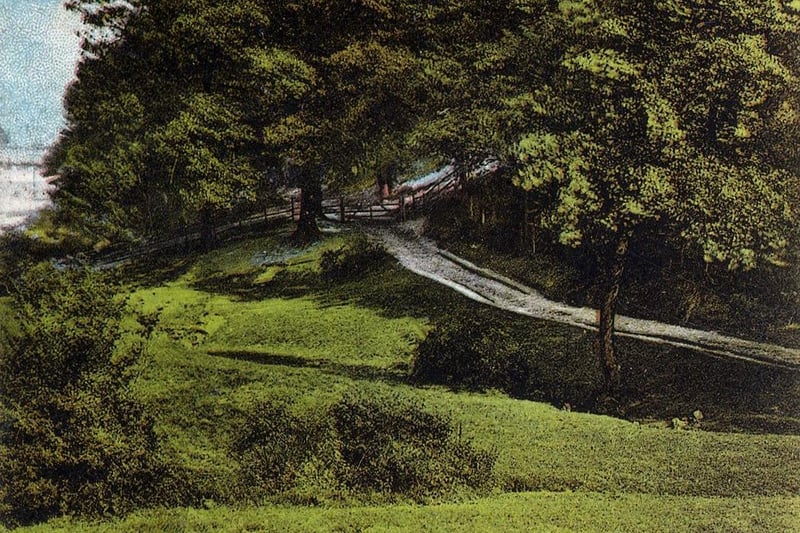 A colour-tinted postcard with a postmark of August 26, 1904 showing Pollard's Wood, an L-shaped stretch of woodland running parallel to what is now Lincombe Drive in Gledhow. It was locally known as Pollard's Wood after the Pollard family who owned Allerton Grange Farm, on whose land the wood was located.