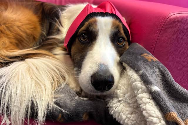 Reggie snuggles down with his ear defenders in preparation for Bonfire Night.