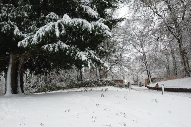 Snowy scenes in Roundhay Park, Leeds.