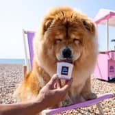 Aldi’s Langham’s Doggy Ice Cream will be available in the freezer aisle.