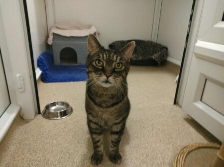 Domestic Short Hair Joey is approximately 16 and was found straying. He is easy going and looking for a forever home he can spend his twilight years in being cosy.
