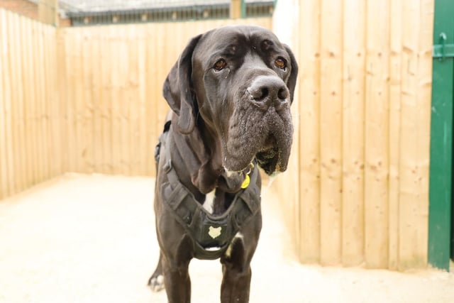 Lenny is an adorable two-year-old Great Dane. He is looking for a home where his new adopters will be around all the time initially to help him adjust to his new environment and then with time and patience, gradually build up the time that he can be left.