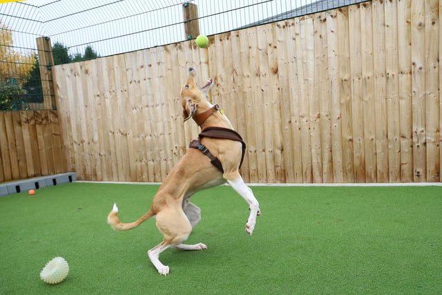 We had a play session with Reggie, and what a time we had! He’s a one year old Lurcher who loves life and is full of beans. He’ll need active adopters who will keep up with him but in the right home he has so much potential. He loves his walkies, can’t get enough playtime and once he knows you, he loves a good bum scratch and snuggle too!