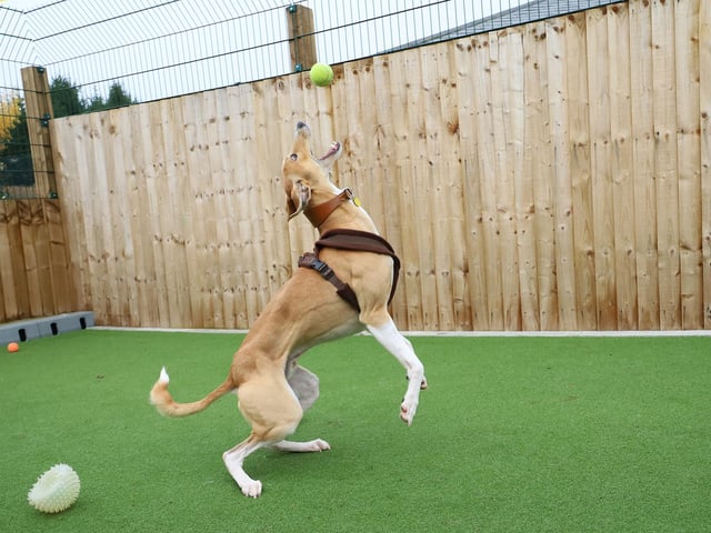 We had a play session with Reggie, and what a time we had! He’s a one year old Lurcher who loves life and is full of beans. He’ll need active adopters who will keep up with him but in the right home he has so much potential. He loves his walkies, can’t get enough playtime and once he knows you, he loves a good bum scratch and snuggle too!