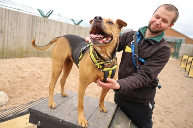We joined the beautiful Star on one of her training sessions but she seemed far more interested in getting a load of fuss instead!
She’s an eight-year-old Crossbreed who is lots of fun and loves her training. She’s looking for a new home with adopters who will give her plenty of attention and keep her busy as she loves to stay active.