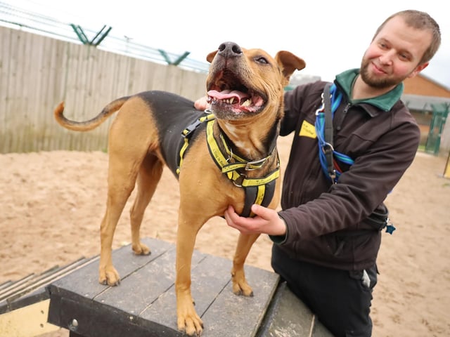 We joined the beautiful Star on one of her training sessions but she seemed far more interested in getting a load of fuss instead!
She’s an eight-year-old Crossbreed who is lots of fun and loves her training. She’s looking for a new home with adopters who will give her plenty of attention and keep her busy as she loves to stay active.