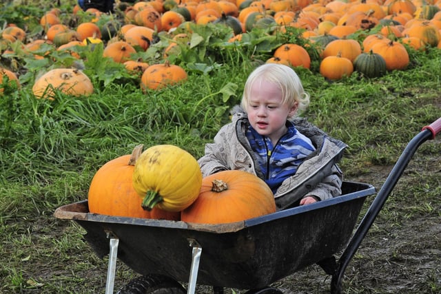 Two-year-old Adam Wood, of Swarcliffe, enjoying a wheelbarrow ride