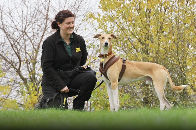 We caught Reggie in full surveillance mode with his handler Sarah! He’s a super fun and friendly one-year-old Lurcher who just loves getting out and about. He’s full of potential and just needs a calm adult home with adopters who will help bring out the best in him. The reward will be having a fun, playful and affectionate best friend.