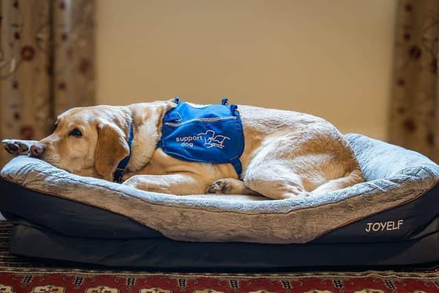 Support dog Chess