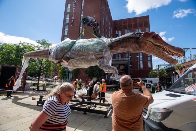 Either this is an earlier evolutionary form of the spinosaurus, or his legs simply haven't yet been attached by some divine creator (Leeds Business Improvement District).