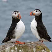 Beautiful scenes show first puffins return to Northumberland's Farne Islands.