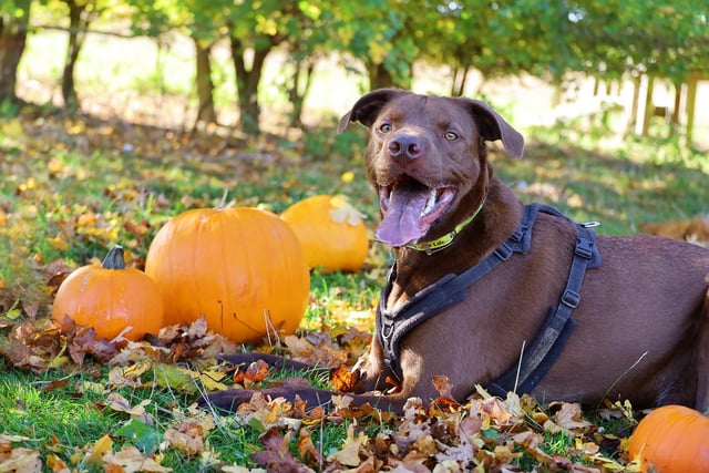 Rocket really enjoyed exploring the rehoming centre’s Halloween pumpkin patch!
He’s a 5 year old Shar Pei Cross Vizsla who loves staying active. He really enjoys his training sessions and once he’s gotten to know you he is a very fun and friendly boy who likes plenty of attention, and a good bum scratch!