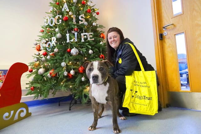 We’re over the moon to report that 10-year-old Staffordshire Bull Terrier Taz has been adopted and left for his new home! He was found as a stray several weeks ago and although he’s an older gent, he is full of fun Staffy personality! Good luck Taz! Your new family and super lucky to have you.