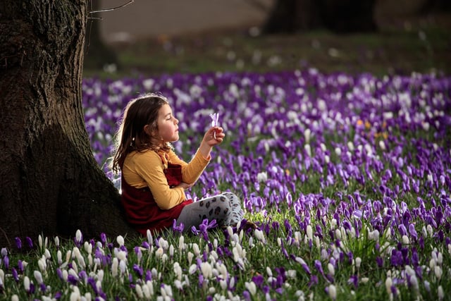 Despite being close to urban west Leeds, the park has a remarkably "countryside", feel, as the sound of the river drowns out nearby traffic noise.
Here, Sophia Gibson holds a crocus on the first day of meteorological spring at Kirkstall Abbey Park in the park last year. (Pic: Danny Lawson/PA Wire)