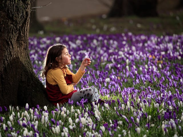 Despite being close to urban west Leeds, the park has a remarkably "countryside", feel, as the sound of the river drowns out nearby traffic noise.
Here, Sophia Gibson holds a crocus on the first day of meteorological spring at Kirkstall Abbey Park in the park last year. (Pic: Danny Lawson/PA Wire)