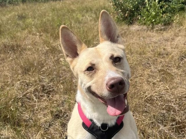 Four-year-old Taz is a GSD x Akita who came to the centre last year after a family could no longer adopt her. She went through lots of training and was adopted again but this did not work out for her. Now, she is ready to find her forever family. She would love to be walked in quiet areas and would suit a family that is happy to help her continue her training around other.