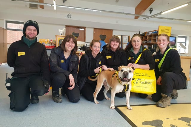 The team celebrated saying goodbye to one of their older lads this month. Shadrach, a 12 year old Shar Pei Crossbreed, was found as a stray back in the summer of 2022. He was in a terrible state. Very skinny and suffering with a painful skin condition. Thankfully, the team were able to treat his skin condition and he moved into a foster home to fully recover. He had to wait a while before someone could see the potential of having such a loving older gent in their lives, but eventually he found the perfect people and he’s now settling into his new home perfectly.