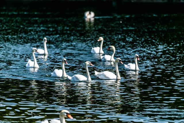 Experts warn there could be an outbreak of bird flu in Roundhay Park, Leeds, after the death of two swans (Photo: James Hardisty)