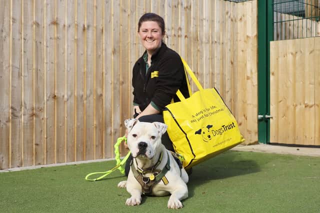 The team at the York Road Rehoming centre in Leeds have had another busy month with 52 dogs, like Pablo photographed here, leaving the centre already in March. It’s been a complete mix of dogs of all shapes and sizes and they’re all settling well in their forever homes.