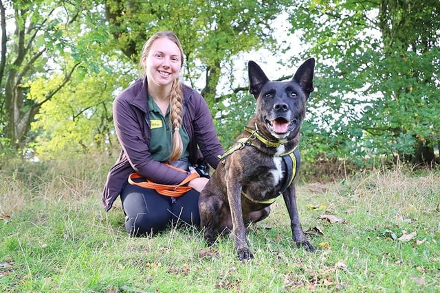 We joined handsome Todd on a woodland walk.
He’s a stunning six-year-old Staffy Dutch Herder Crossbreed who is loads of fun to be around and makes everyone smile! He's such a cheeky and playful character that you can't help but love him. He easily gets too giddy though so it's important to know when to calm the playtime and focus him onto something else. His home will need to be calm and peaceful with minimal visitors and with a secure private garden.