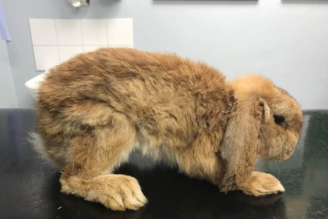 The RSPCA inspector said he could 'clearly feel the vertebrae and ribs' of the emaciated rabbit that was 'barely alive'. Photo: RSPCA