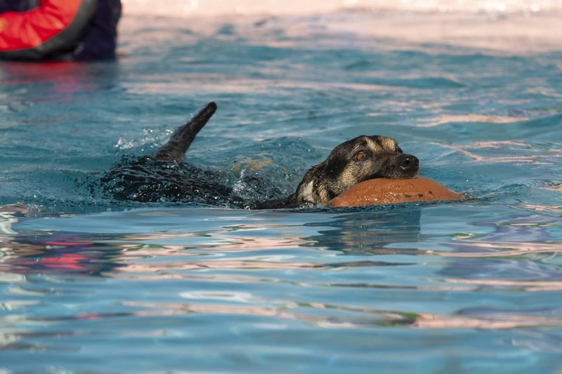 This pup made a real splash showing off his impressive doggy paddle.
