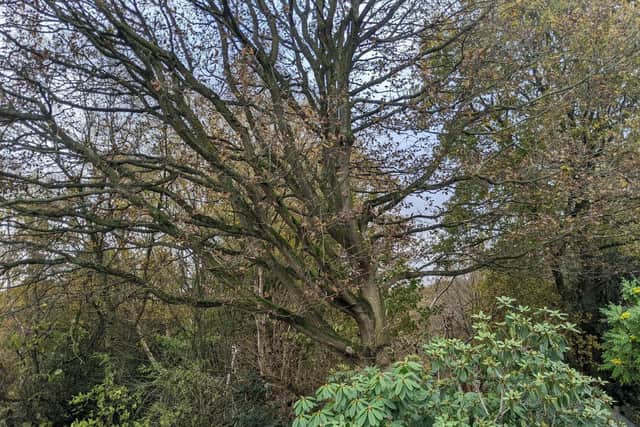 The tree stands on public land, the other side of Mrs Isaacs’ back garden fence, but the council says it won’t chop it down because it is healthy. Picture: LDR