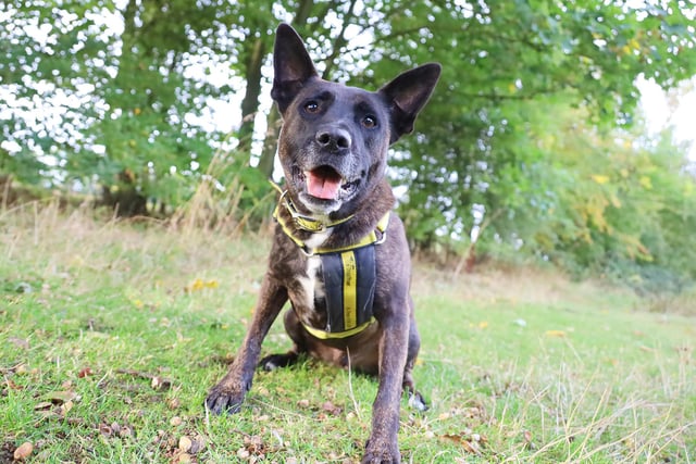 We joined handsome Todd on a lovely walk.
He's a 6 year old Dutch Shepherd Cross and such a cheeky and playful character that you can't help but love him. He easily gets too giddy though so it's important to know when to calm the playtime and focus him onto something else. He is very affectionate once he knows you and enjoys plenty of fuss. He prefers to avoid other dogs he doesn't know so walks in quieter areas would be best. His ideal home would have somewhere that he can take himself off to when he wants to chill out and have some time to himself.