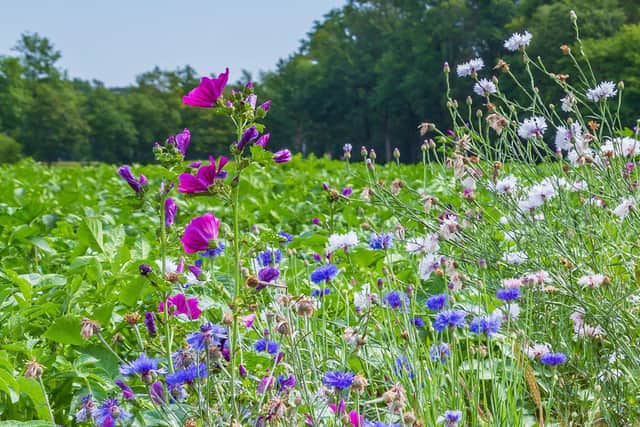 Biodiversity solutions