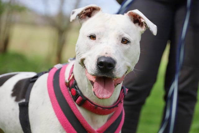 Mila is a beautiful five-year-old Staffy cross who loves meeting new people. She is a super affectionate girl who loves to curl up with you for a cuddle and she can be often found visiting our reception meeting and greeting visitors.
Mila loves her outdoors adventures and although she used to be very worried by other dogs, her training on this has been going really well and she has even made a few doggy friends now she can be introduced properly. She's super foody and loves to train so doing fun training tasks will make her super happy and help build a relationship.