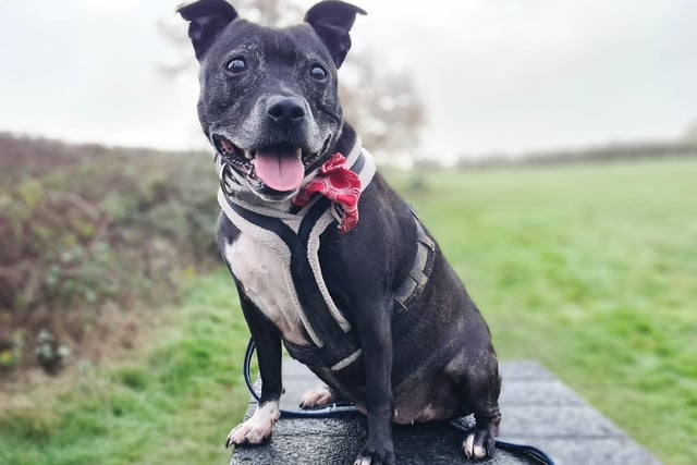 We spotted lovely Cheeka showing off her new bandana! She’s a fun and energetic nine-year-old Staffordshire Bull Terrier who loves being around her human friends. She’s not looking to share her home with any other pets or children, but in an active adult home she will definitely flourish, and she’s guaranteed to make you smile every day!
