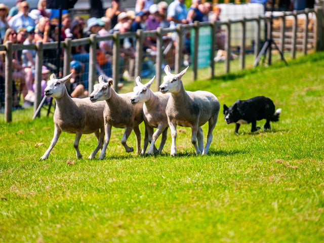 Visitors enjoyed a display of traditional sheepdog trials, showcasing the skill and teamwork between handler and dog throughout the show